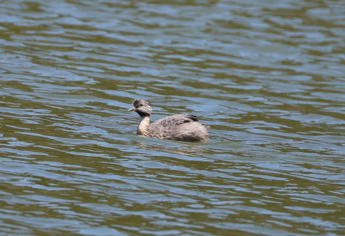 Hoary-headed Grebe - ML659850716