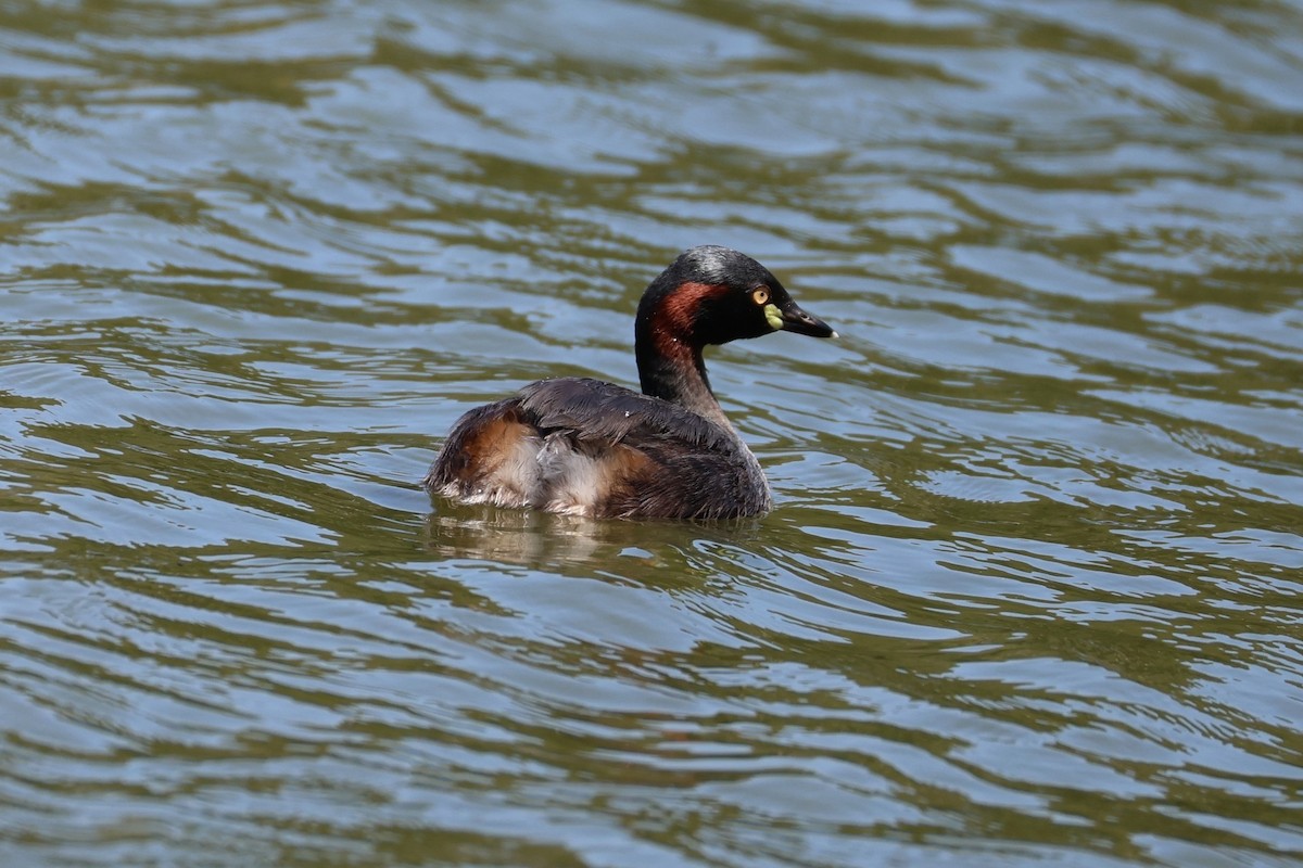 Australasian Grebe - ML659850718