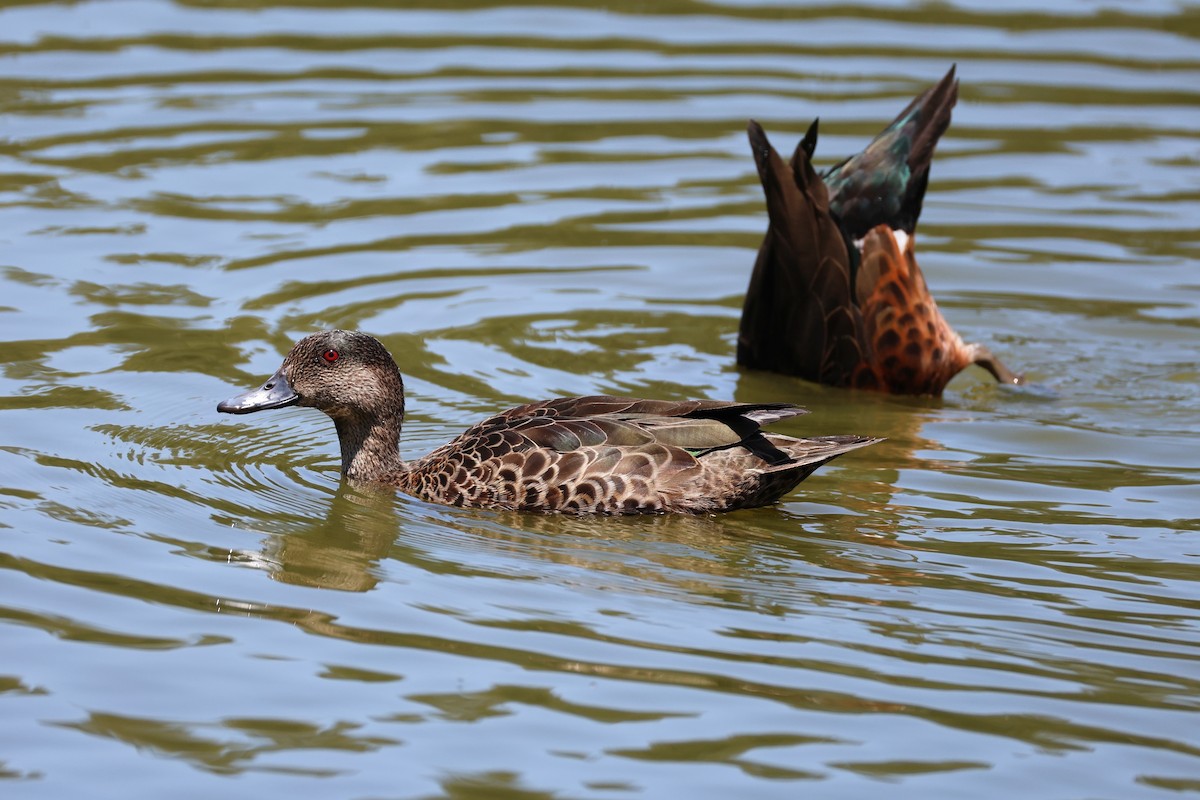 Chestnut Teal - ML659850724