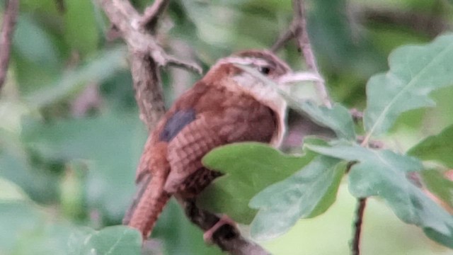 Carolina Wren - ML659850833