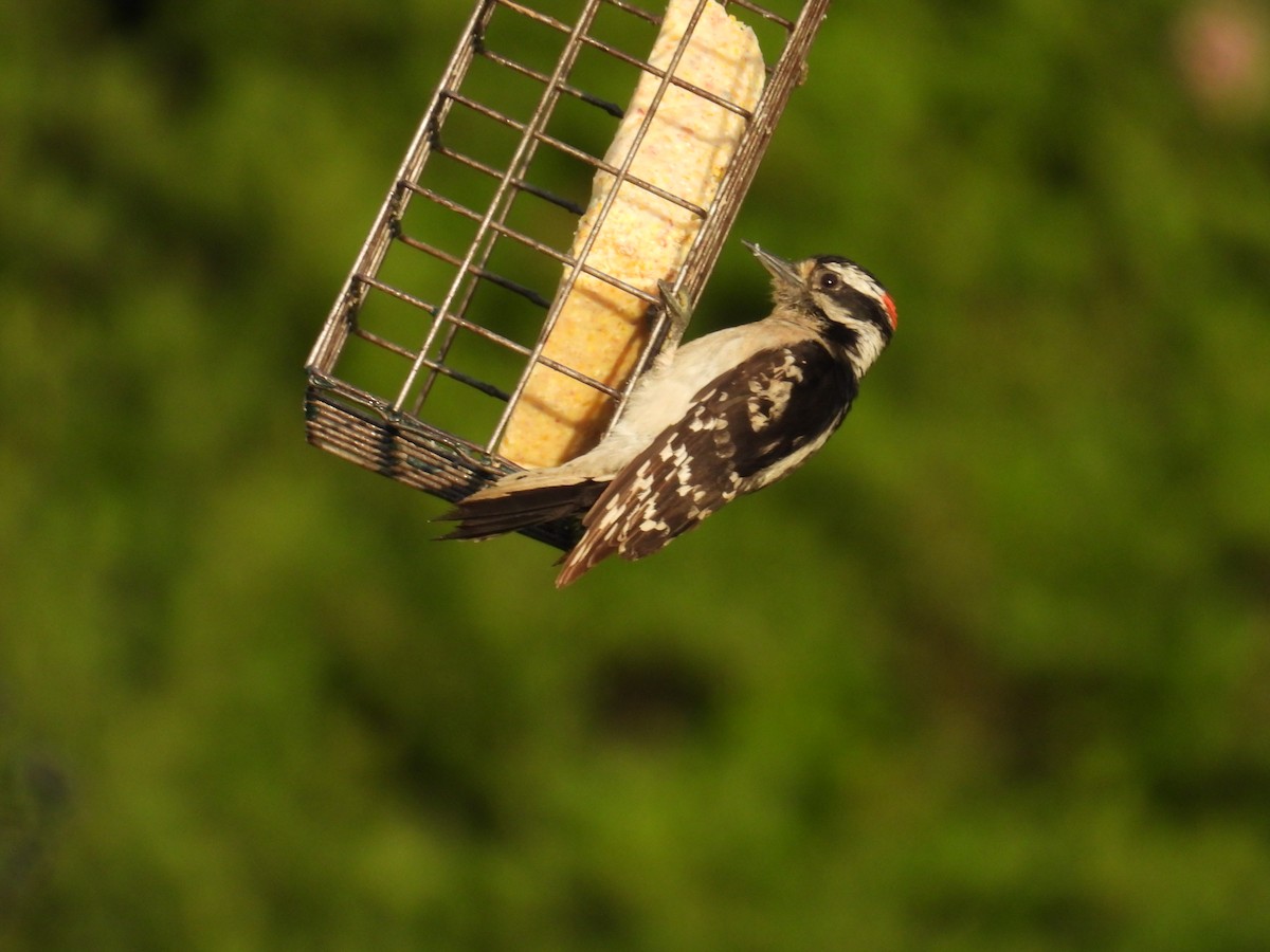 Downy Woodpecker (Eastern) - ML659851248