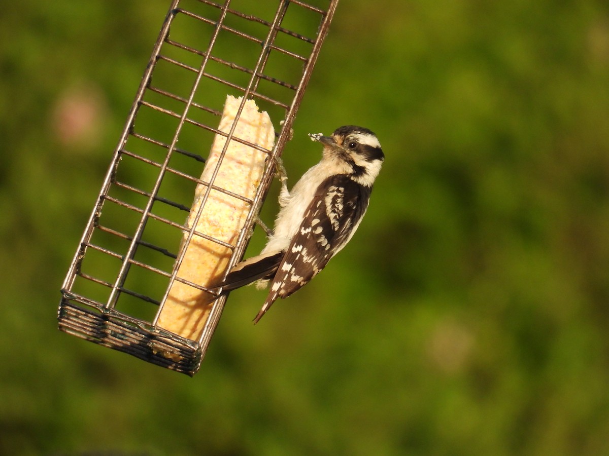 Downy Woodpecker (Eastern) - ML659851249