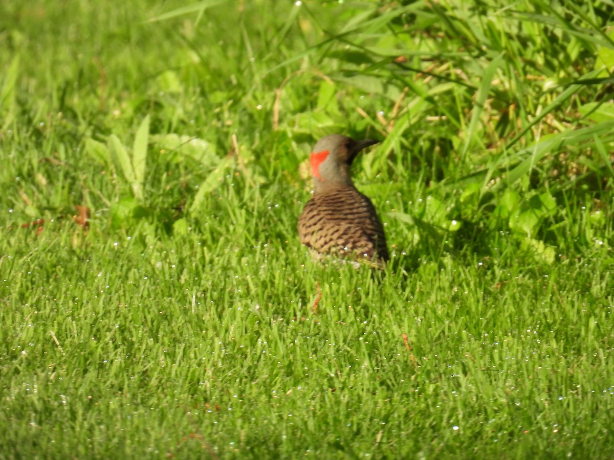 Northern Flicker (Yellow-shafted) - ML659851261
