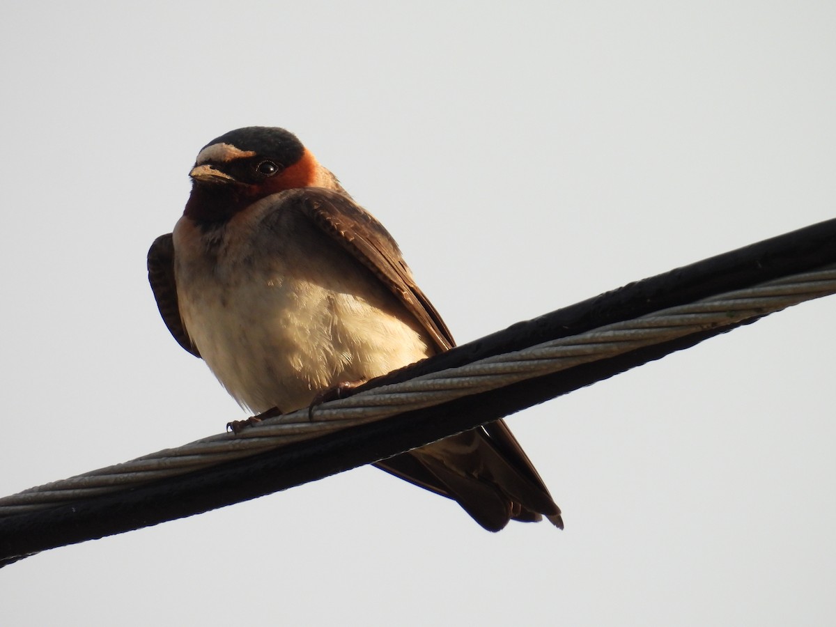 Cliff Swallow - ML659851275