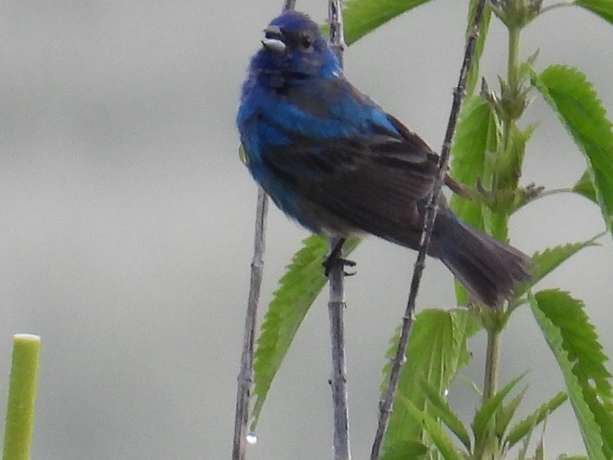 Indigo Bunting - ML659851292