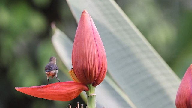 Loten's Sunbird - ML659851334