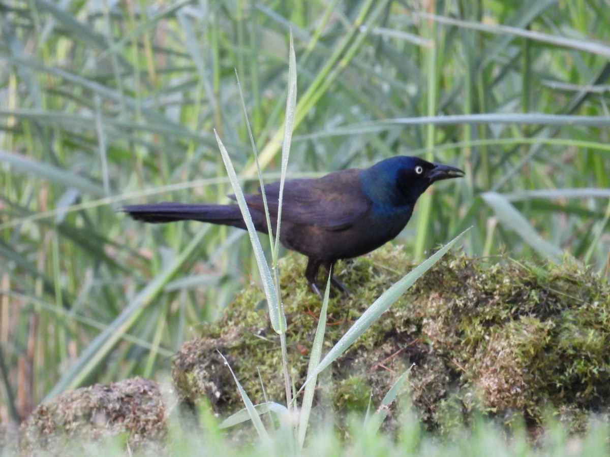 Common Grackle - ML659851337