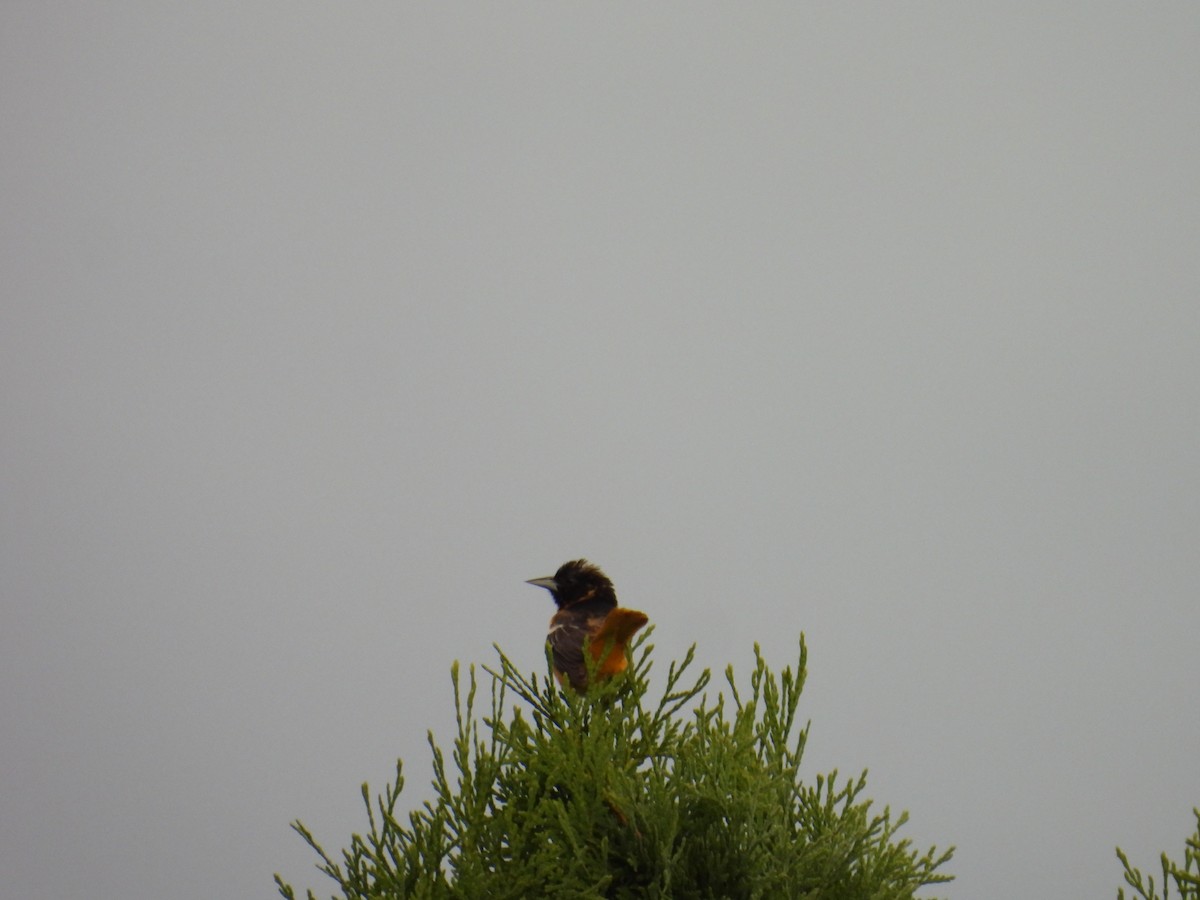 Baltimore Oriole - ML659851351