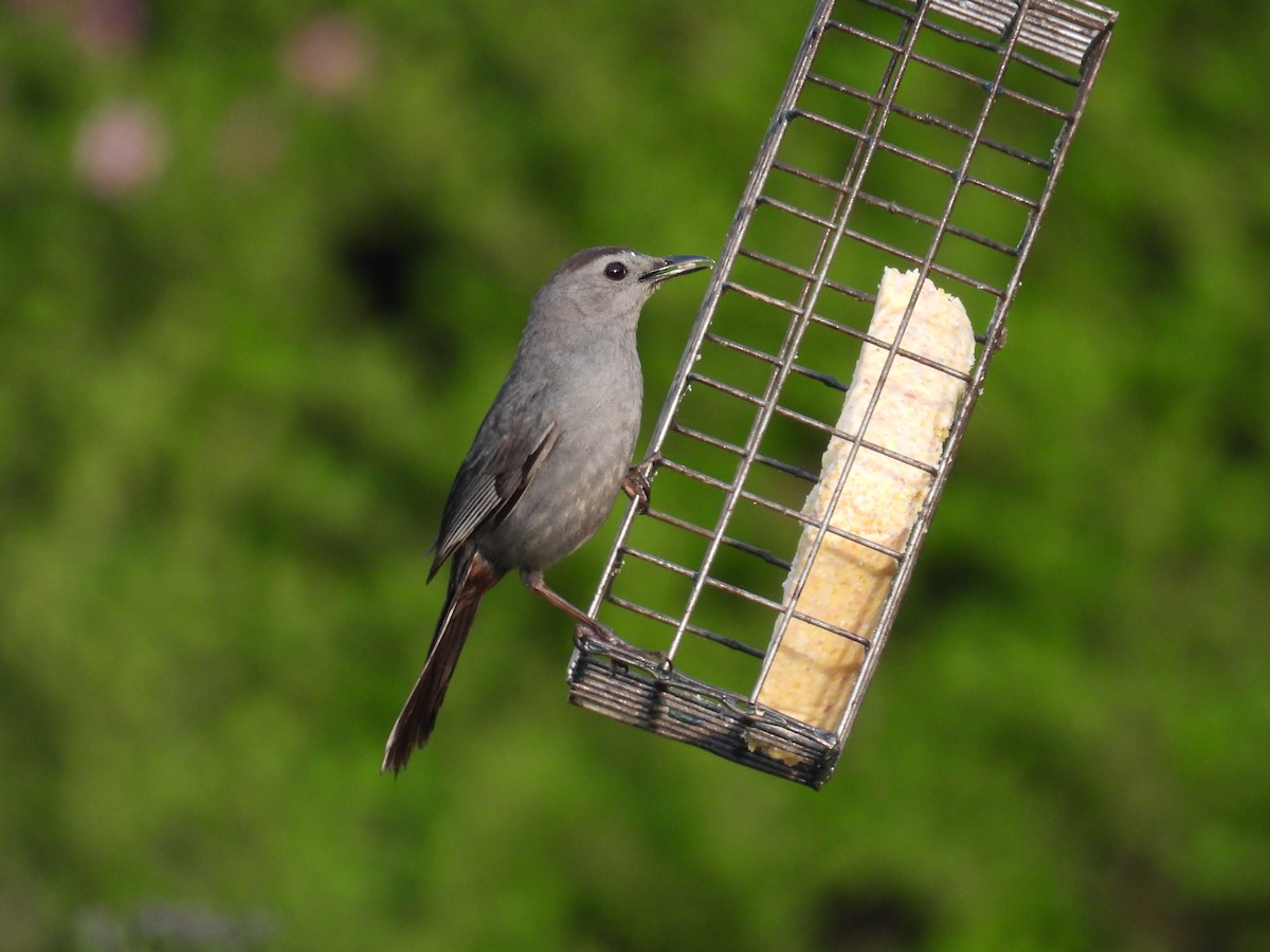 Gray Catbird - ML659851367