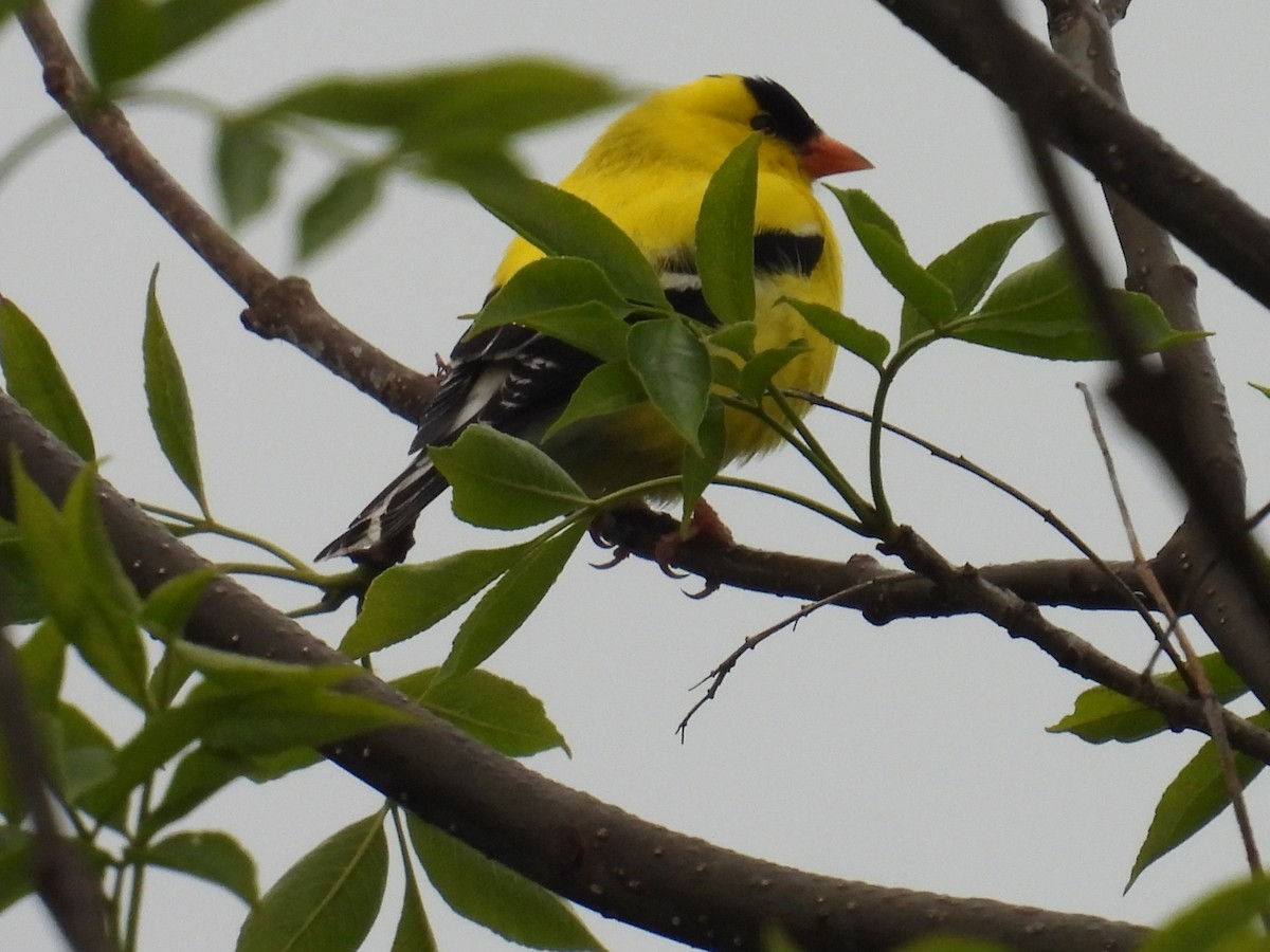 American Goldfinch - ML659851402
