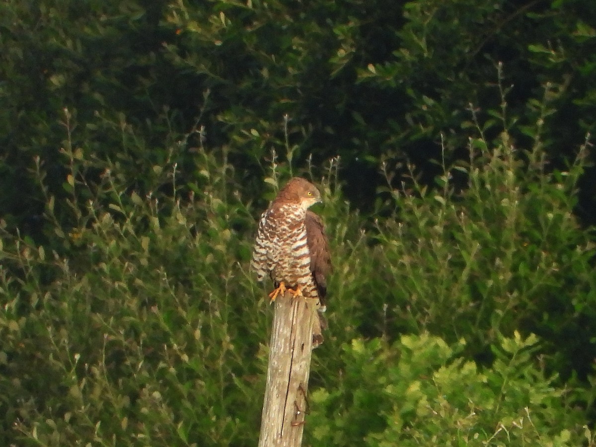 European Honey-buzzard - ML659851646