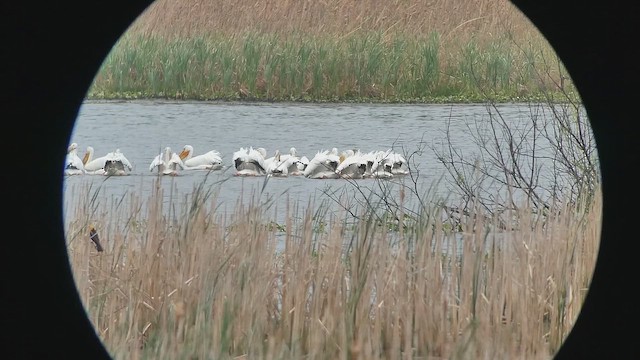 American White Pelican - ML659851722