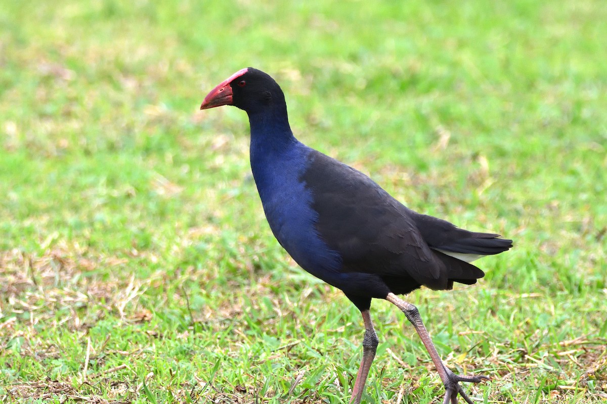 Australasian Swamphen - ML659851751