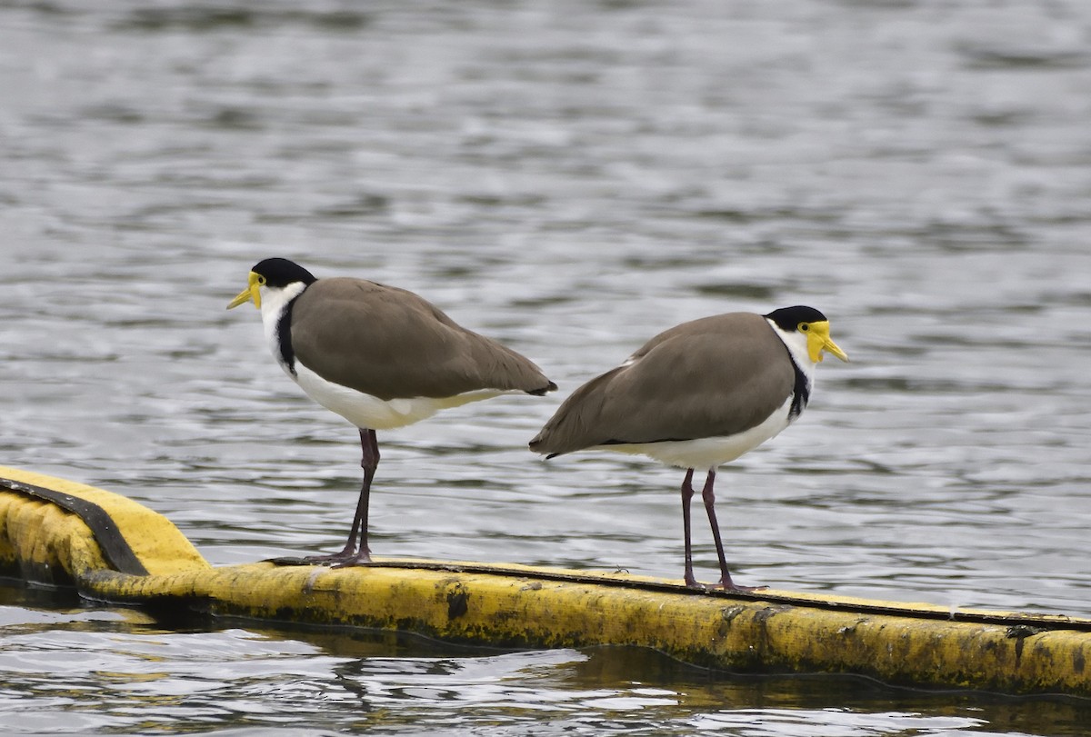 Masked Lapwing (Black-shouldered) - ML659851757