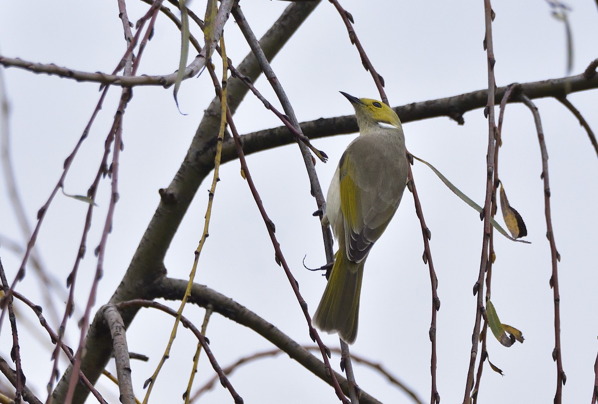 White-plumed Honeyeater - ML659851759