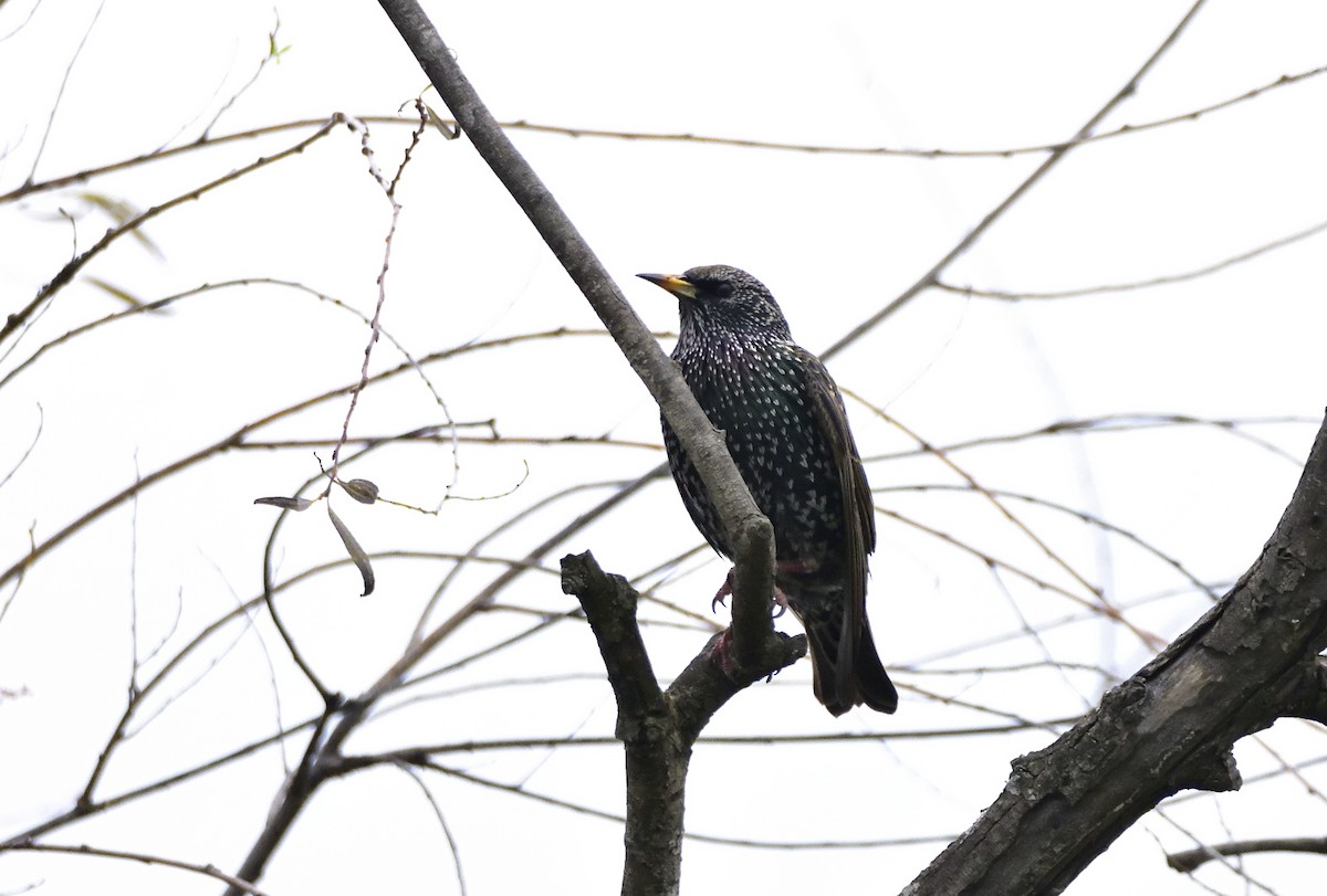 European Starling - ML659851763