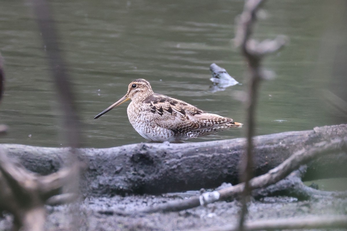 Latham's Snipe - ML659851784