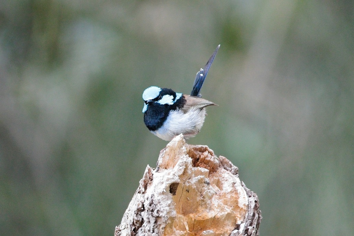 Superb Fairywren - ML659851803
