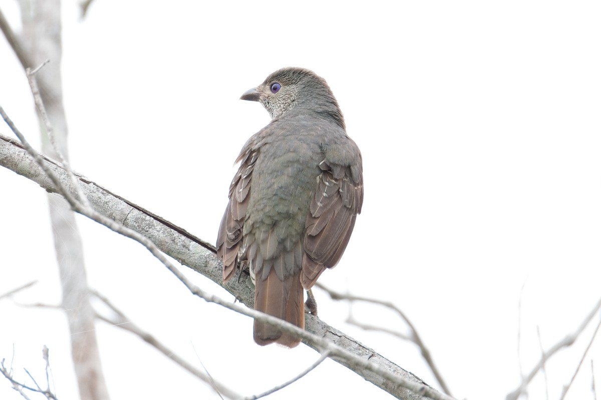 Satin Bowerbird - ML659851807