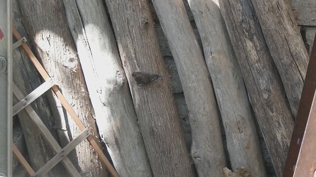 Carolina Wren - ML659851808