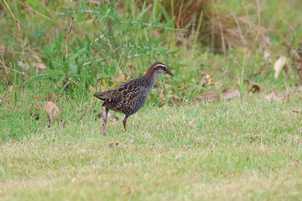 Buff-banded Rail - ML659851810
