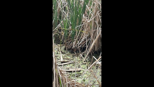 Virginia Rail - ML659851815