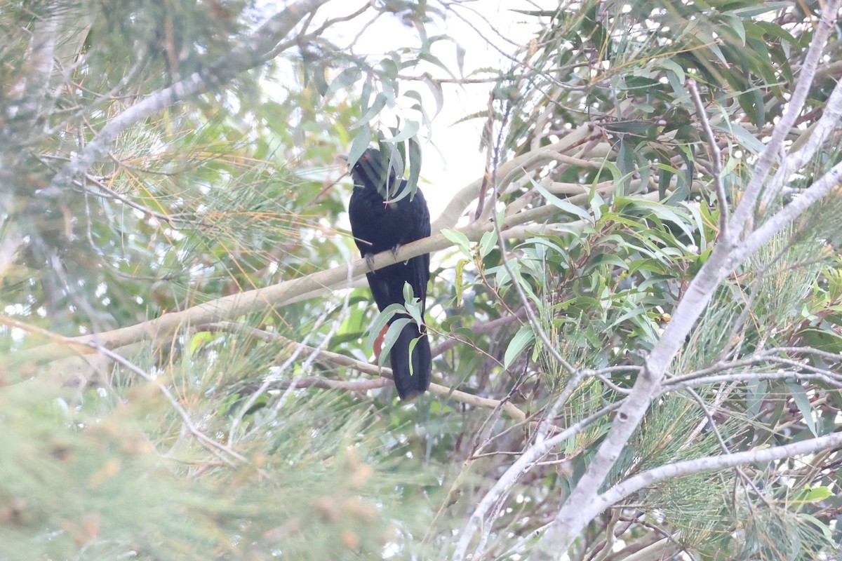 Pacific Koel - ML659851825
