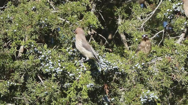Cedar Waxwing - ML659851907