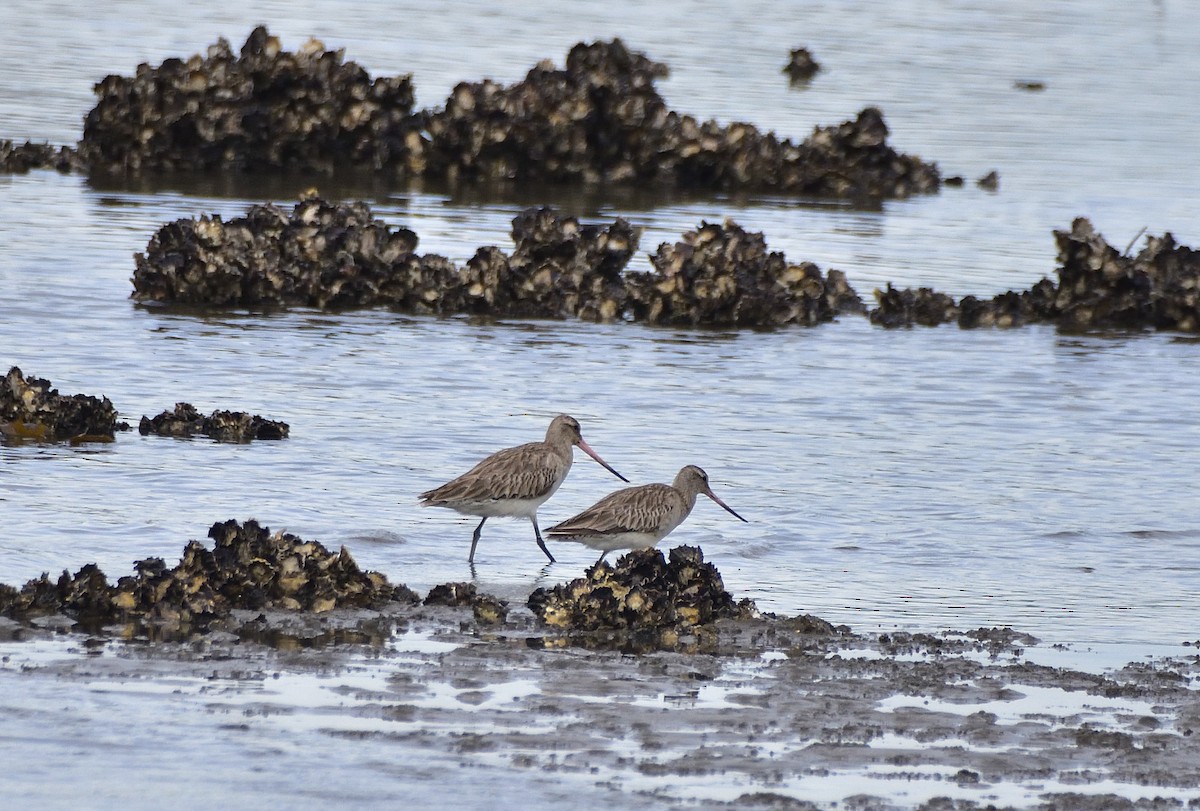 Bar-tailed Godwit - ML659851933