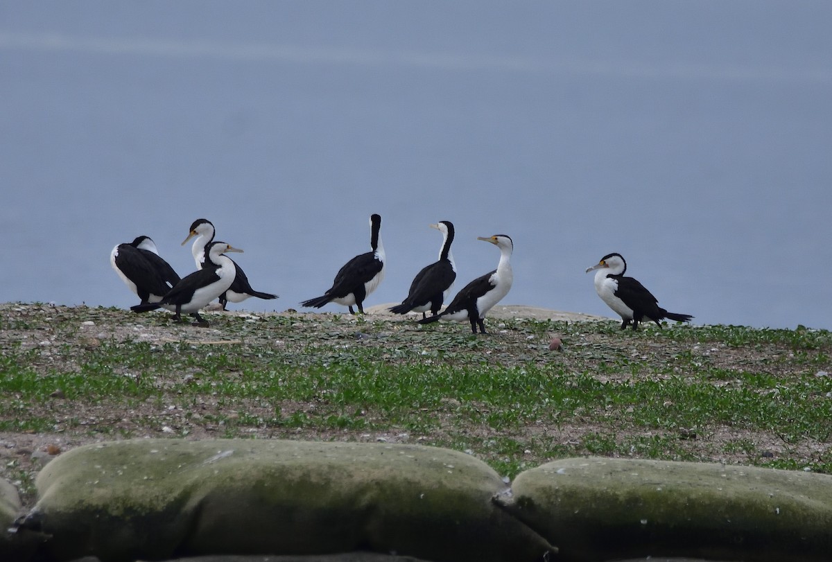 Pied Cormorant - ML659851948