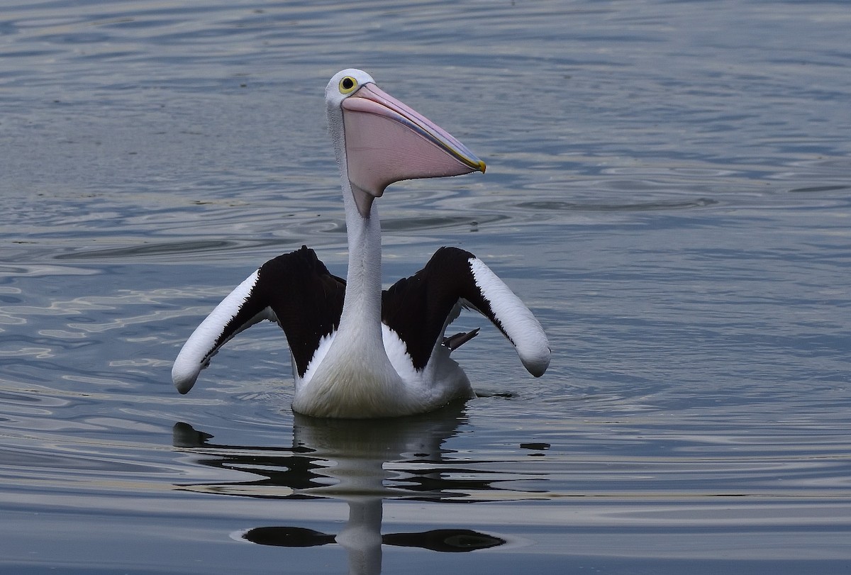 Australian Pelican - ML659851958