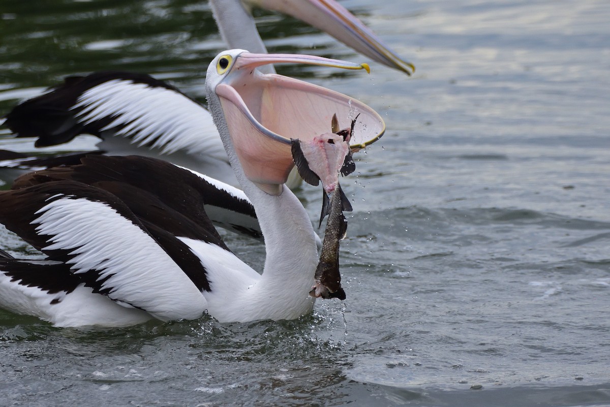 Australian Pelican - ML659851959