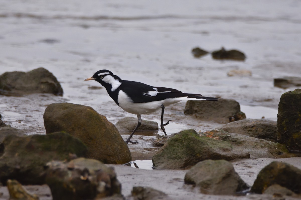 Magpie-lark - ML659851963