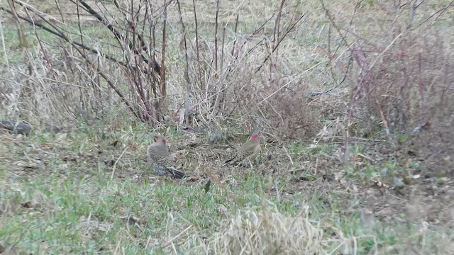 Northern Flicker - ML659852052