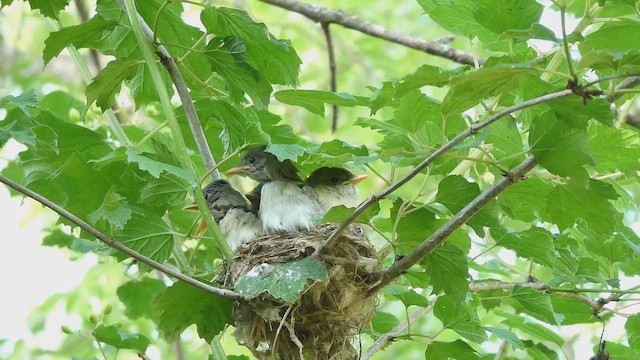 Willow Flycatcher - ML659852266