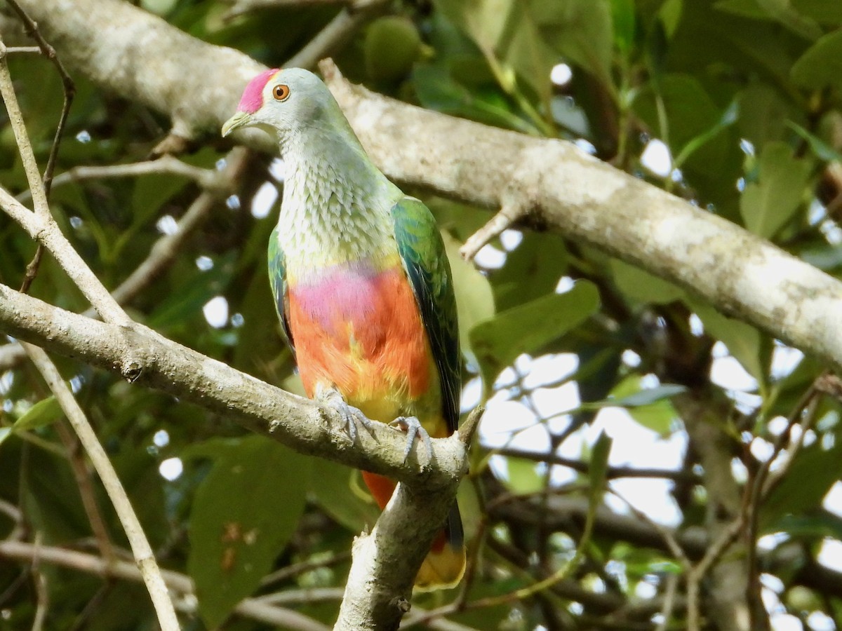 Rose-crowned Fruit-Dove - ML659852317