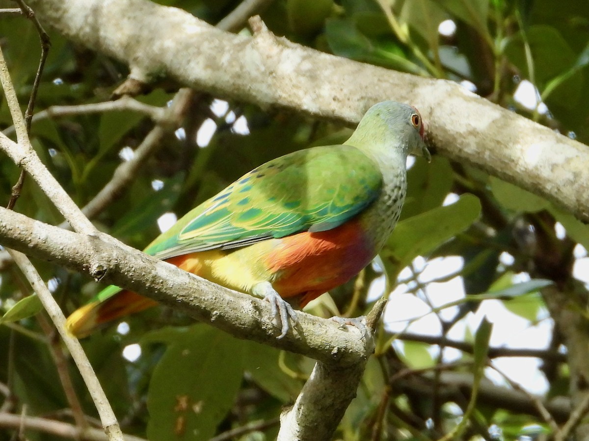 Rose-crowned Fruit-Dove - ML659852318