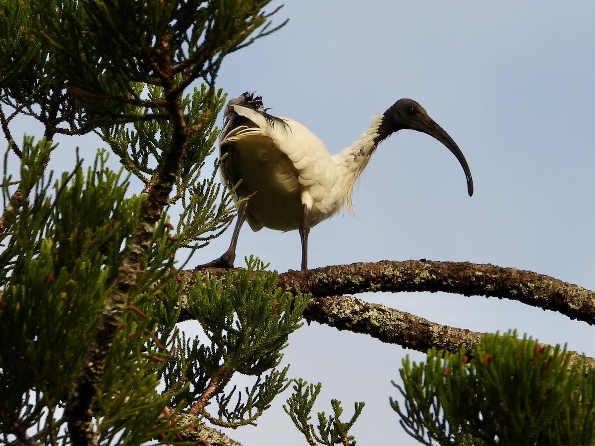 Australian Ibis - ML659852320