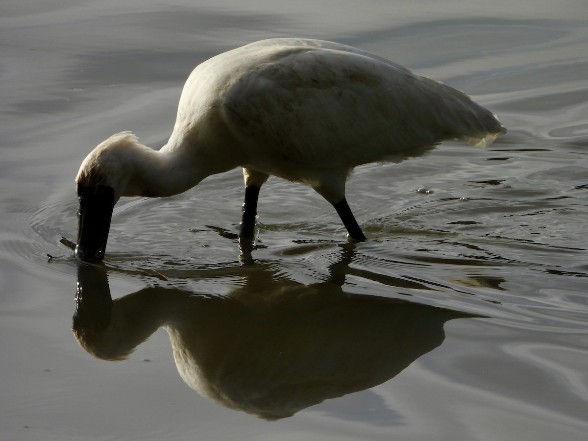 Royal Spoonbill - ML659852321
