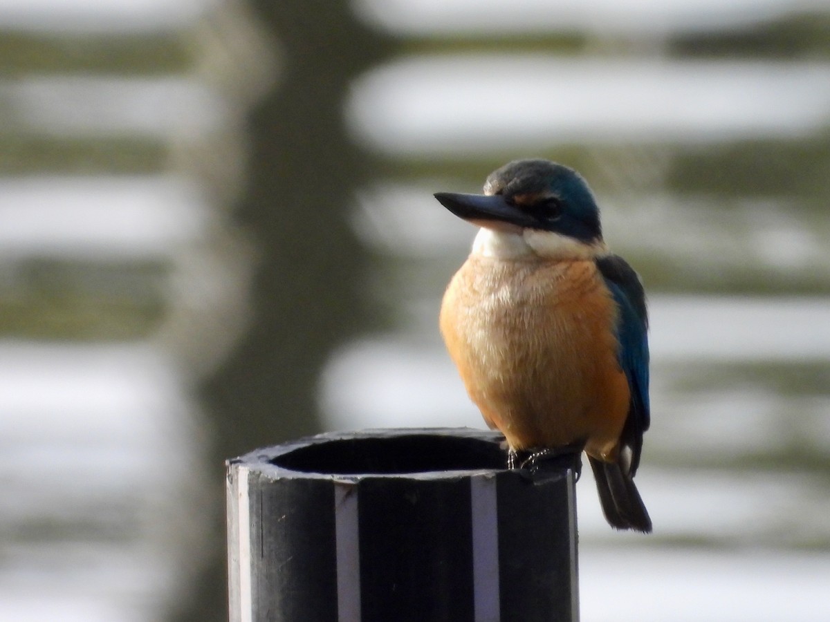 Sacred Kingfisher - ML659852324