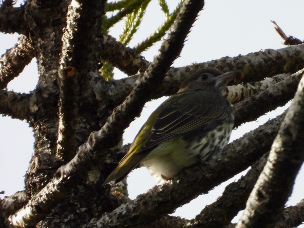 Australasian Figbird - ML659852337