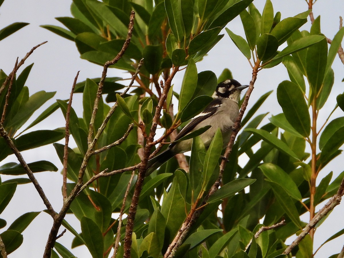 White-eared Monarch - ML659852344