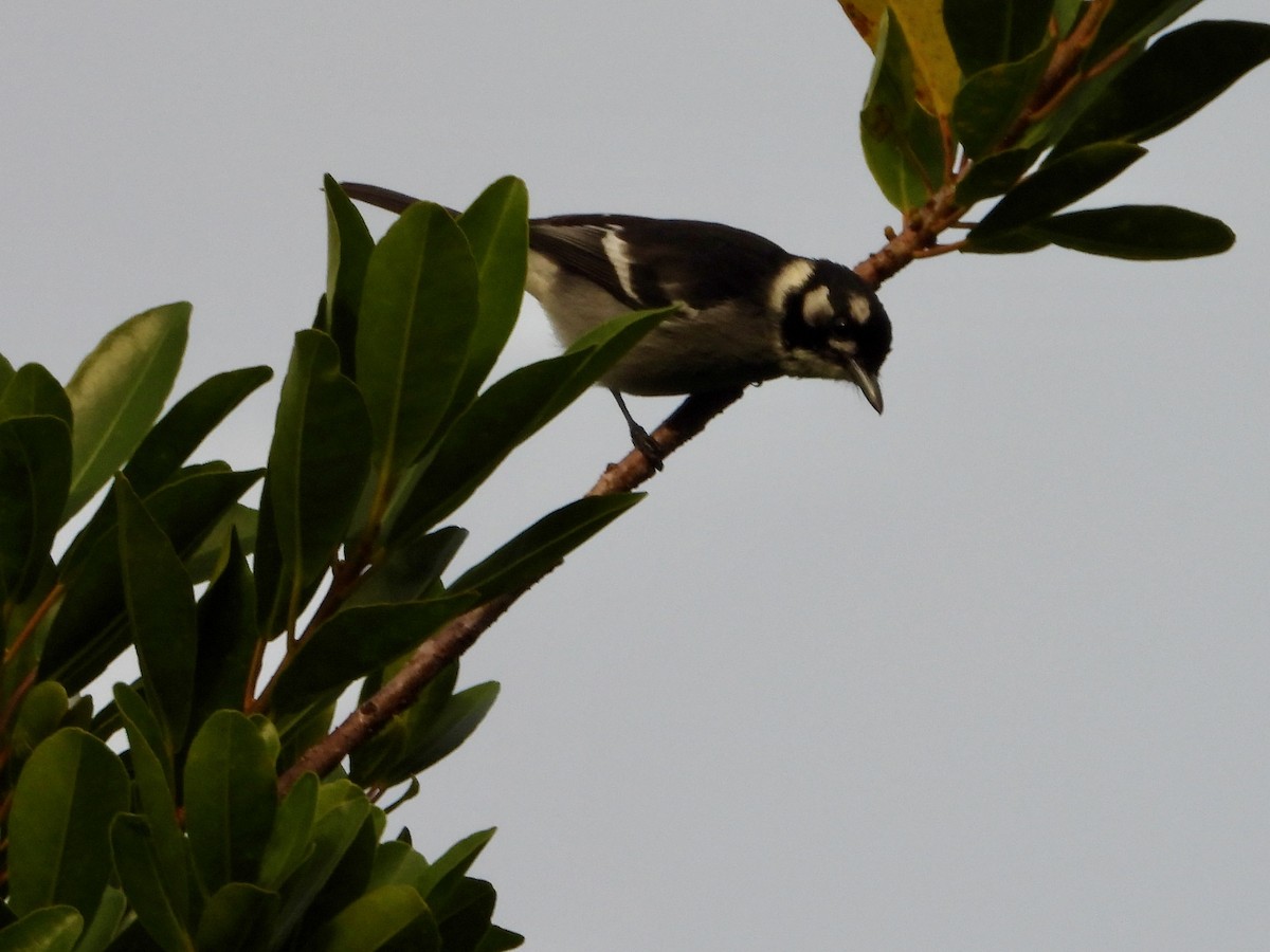 White-eared Monarch - ML659852345