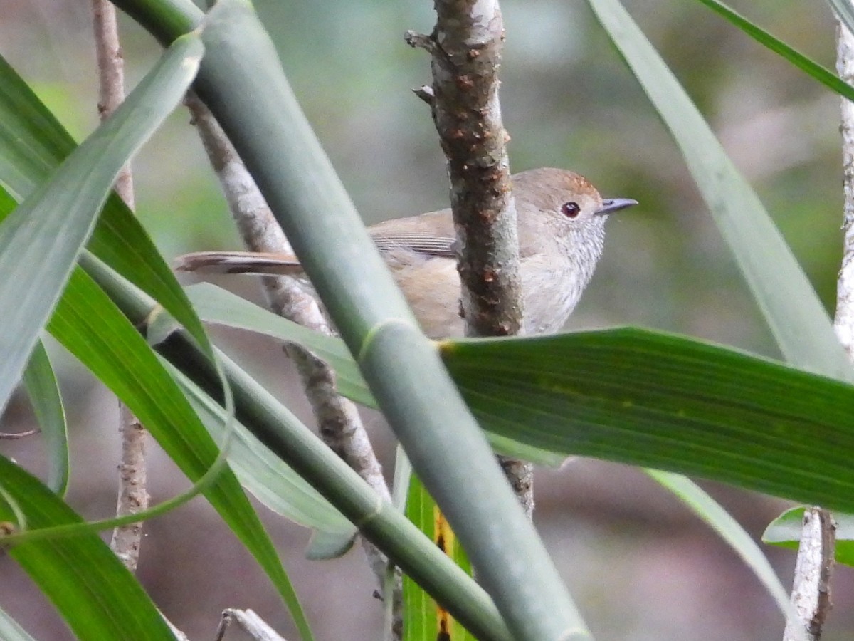 Brown Thornbill - ML659852381