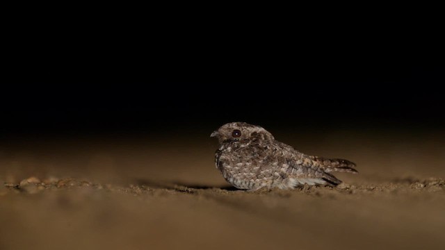 Common Poorwill - ML659852393