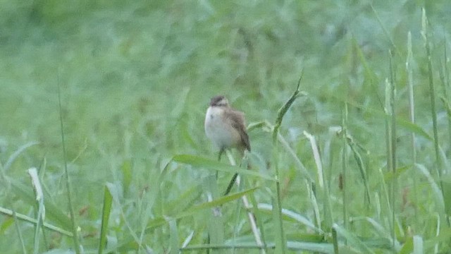 Sedge Warbler - ML659852461