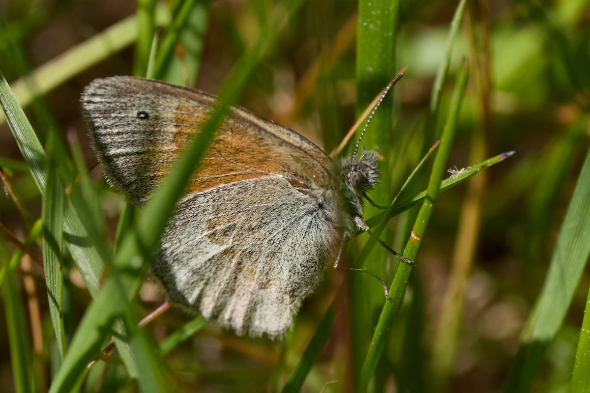 Common Ringlet - ML659853231