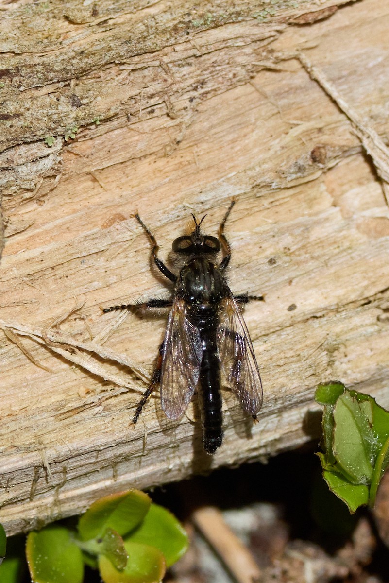 Golden-faced Bandit - ML659853265