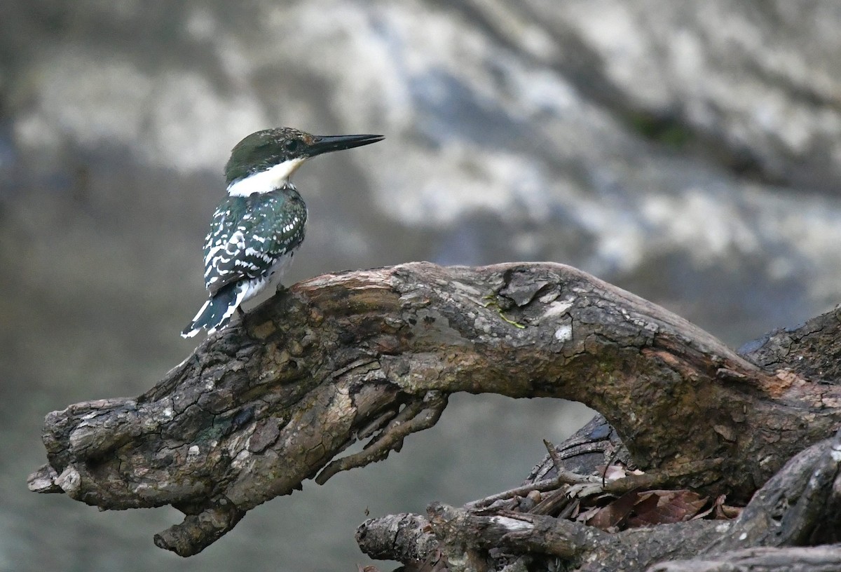 Green Kingfisher - ML65985331