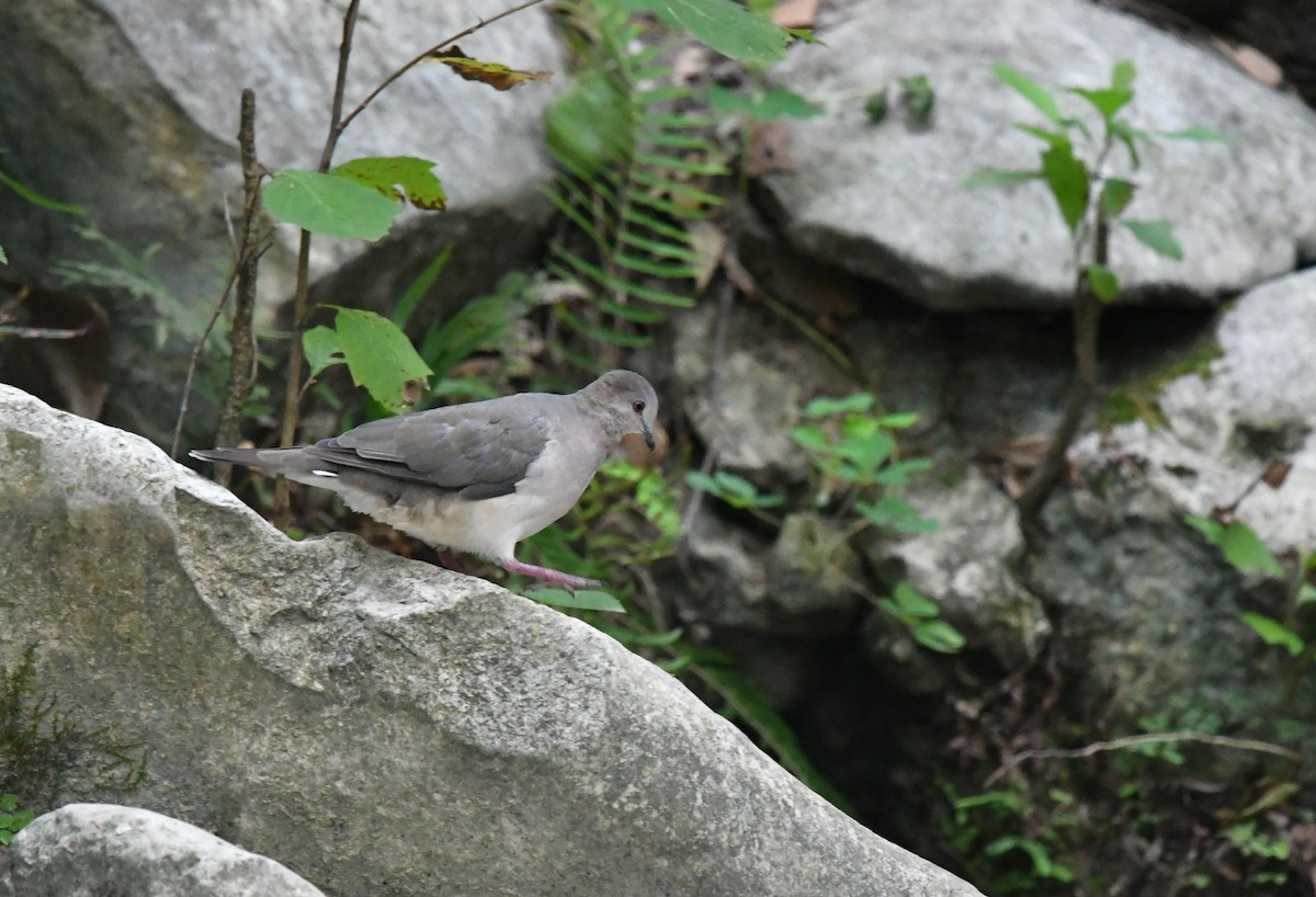 White-tipped Dove - ML65985431